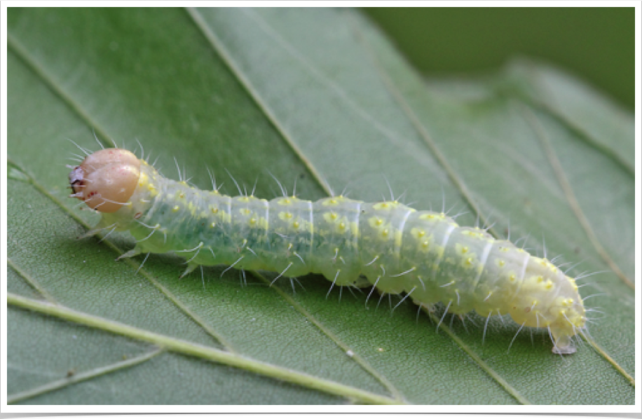 Acronicta sp. nr increta
Beech Dagger
Greene County, Alabama